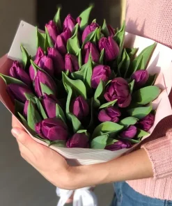 violetas tulpes